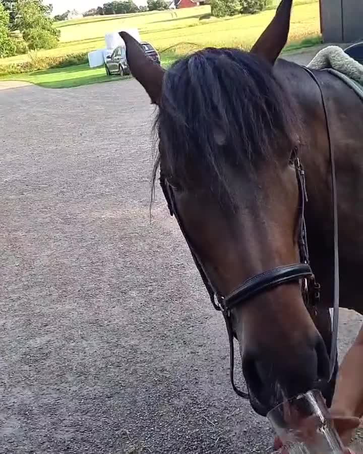 Allround hästar till salu: Världens snällaste dunderklump - Video 3