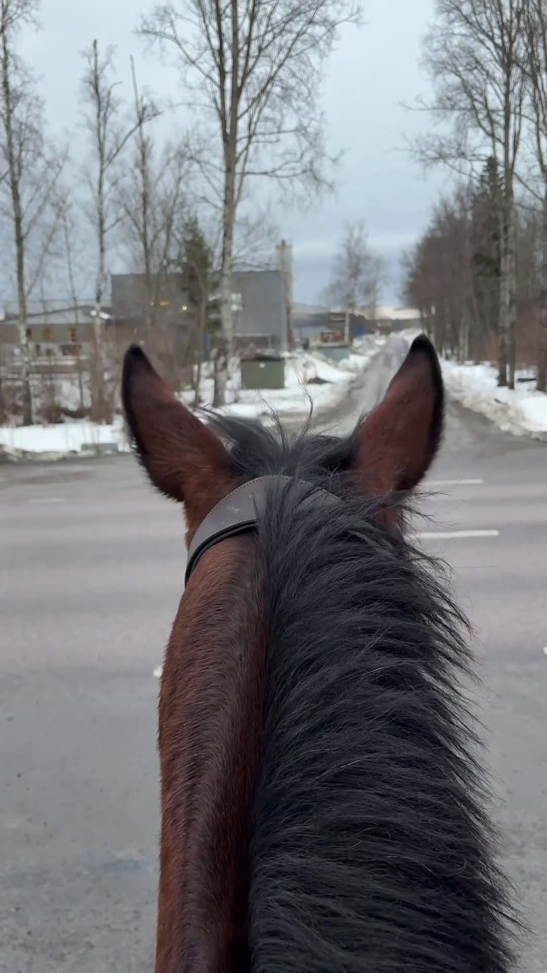 Allround hästar till salu: Pigg och rolig hobbyhäst - Video 1