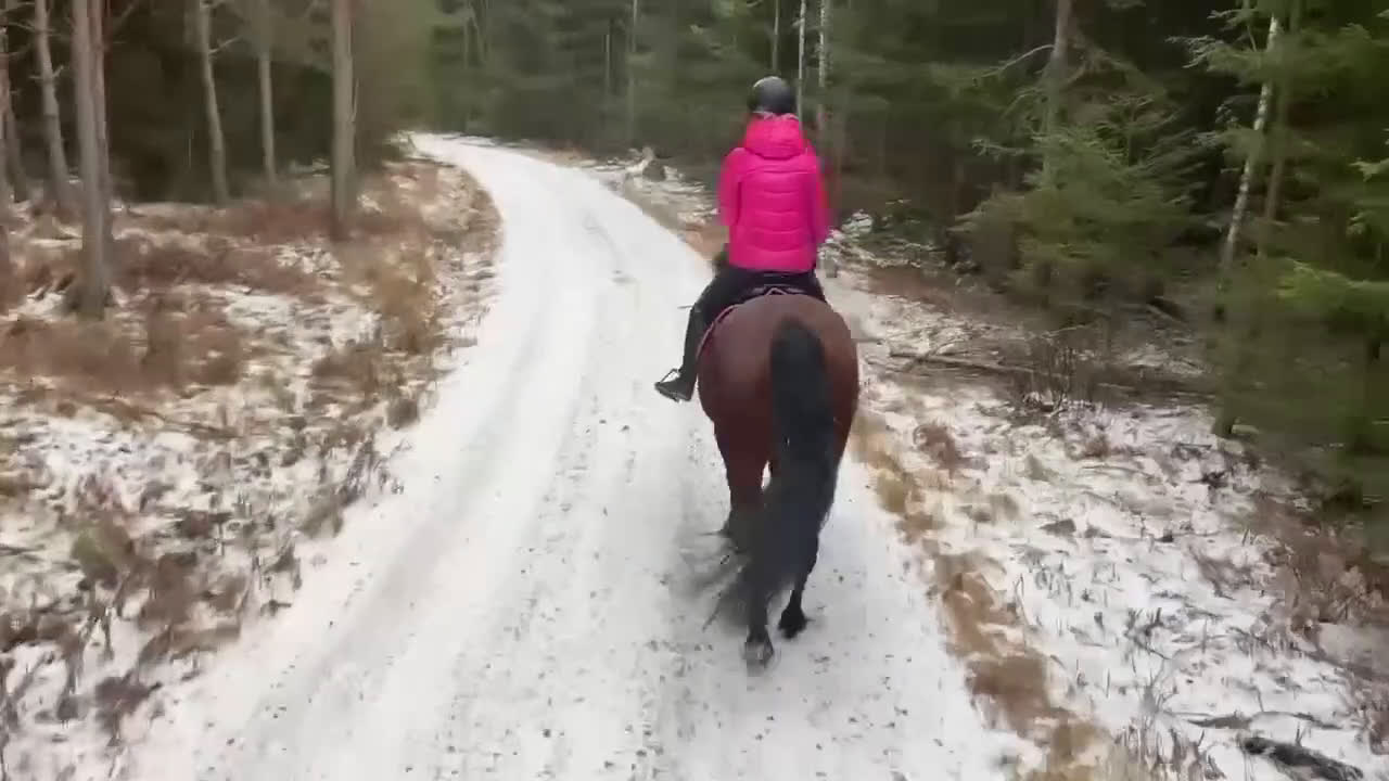 Allround hästar till salu: Mysig kille vill hitta ett nytt hem - Video 3