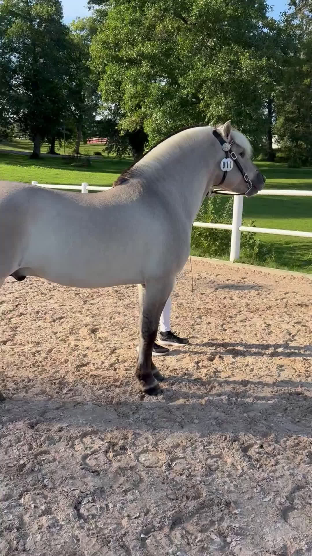 Allround hästar till salu: Unik 3 års hingst (kan bli valack) i Genarp - Video 3