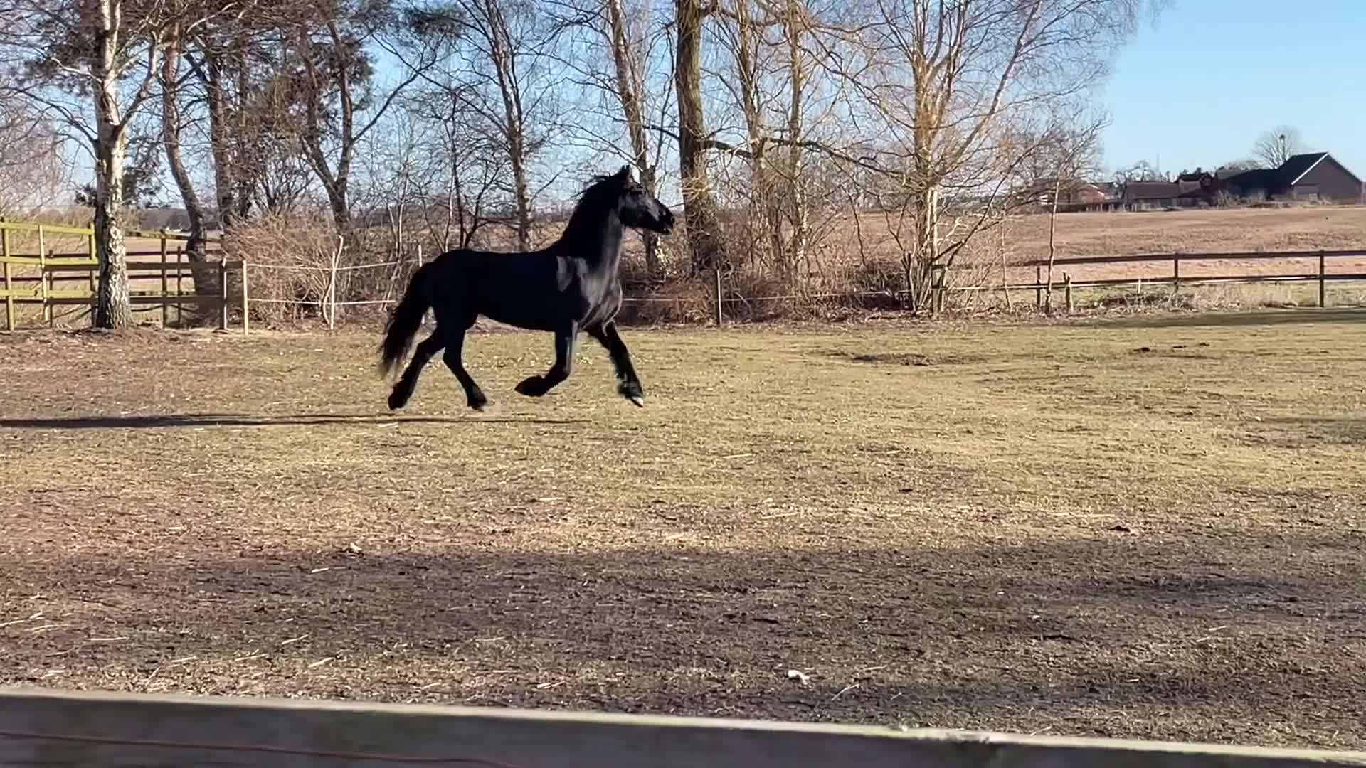 Allround hästar till salu: Älskar människor.  i Svalöv - Video 1