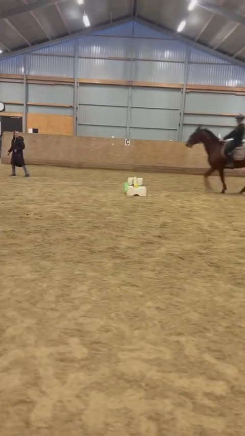 Allround hästar till salu: Framtida ridhäst med positiv inställning  i Fågelmara - Video 1