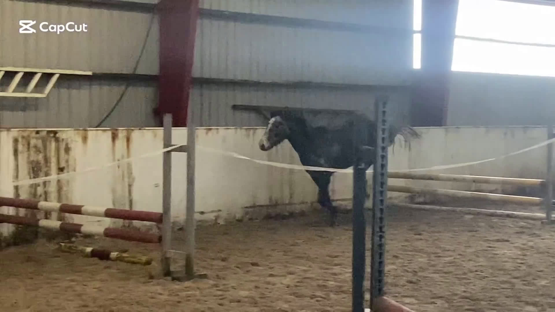 Allround hästar till salu: Vacker valack - Video 1