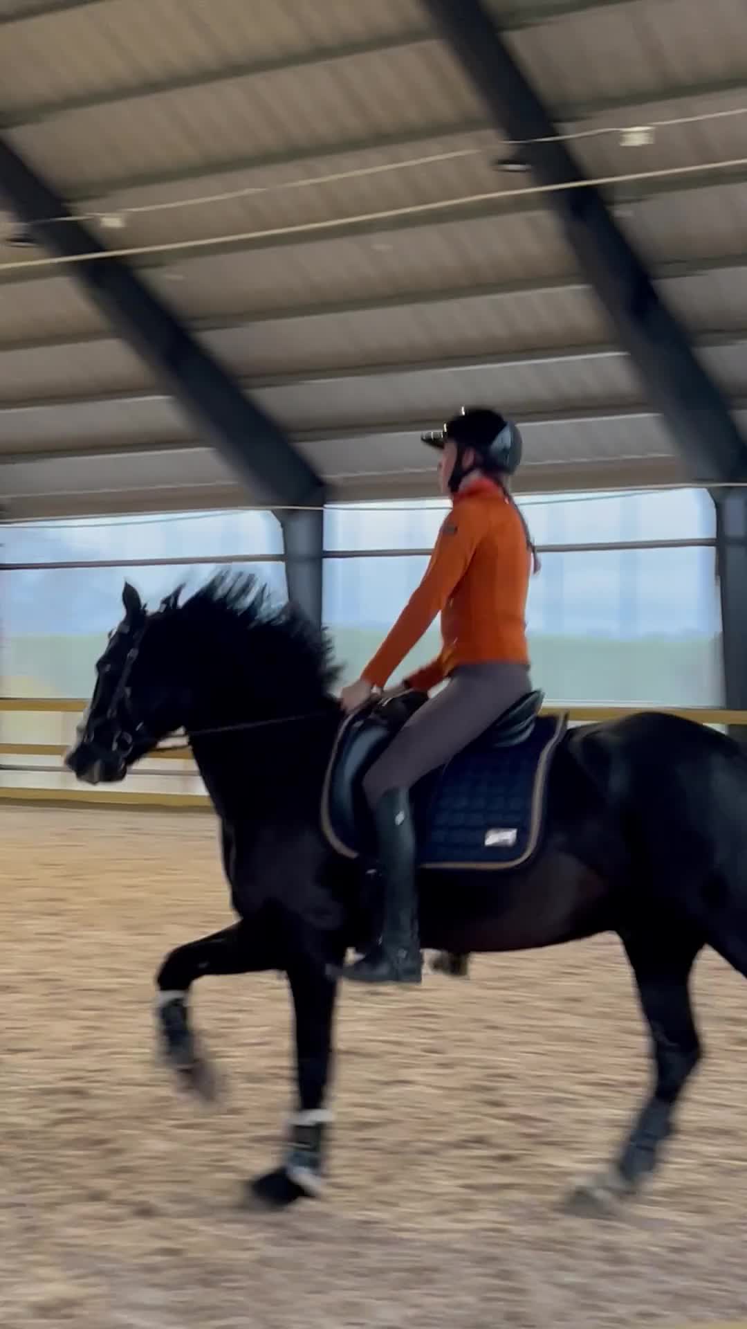 Dressyr hästar till salu: Snygg träningskompis! - Video 4