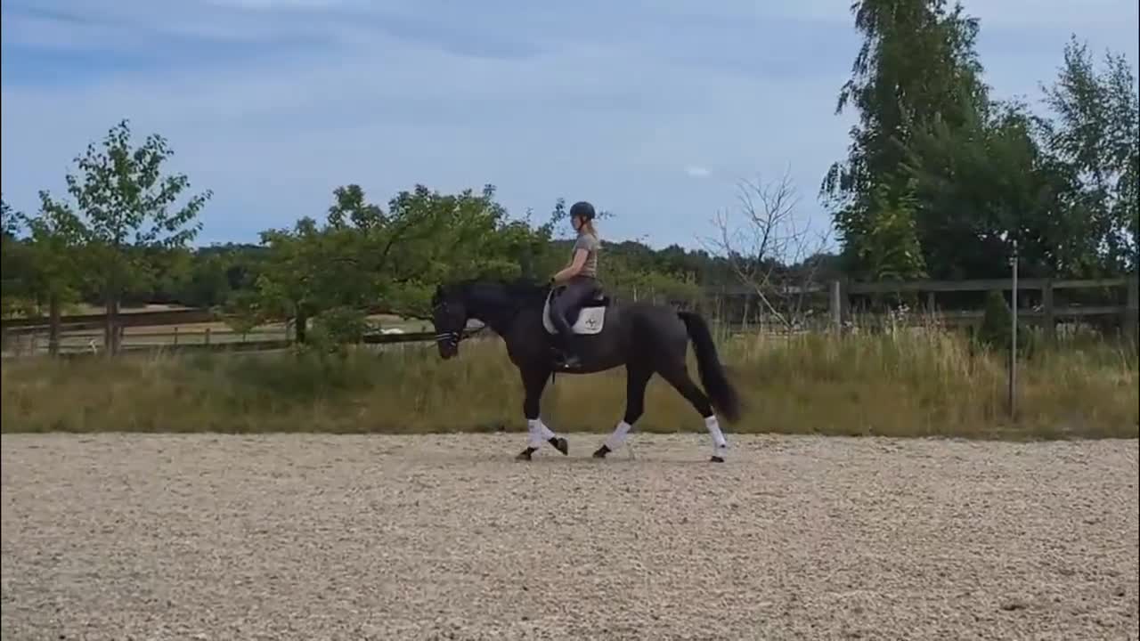 Dressyr hästar till salu: Elegant 8-årigt dressyrsto | 178 cm | Exceptionell - Video 2