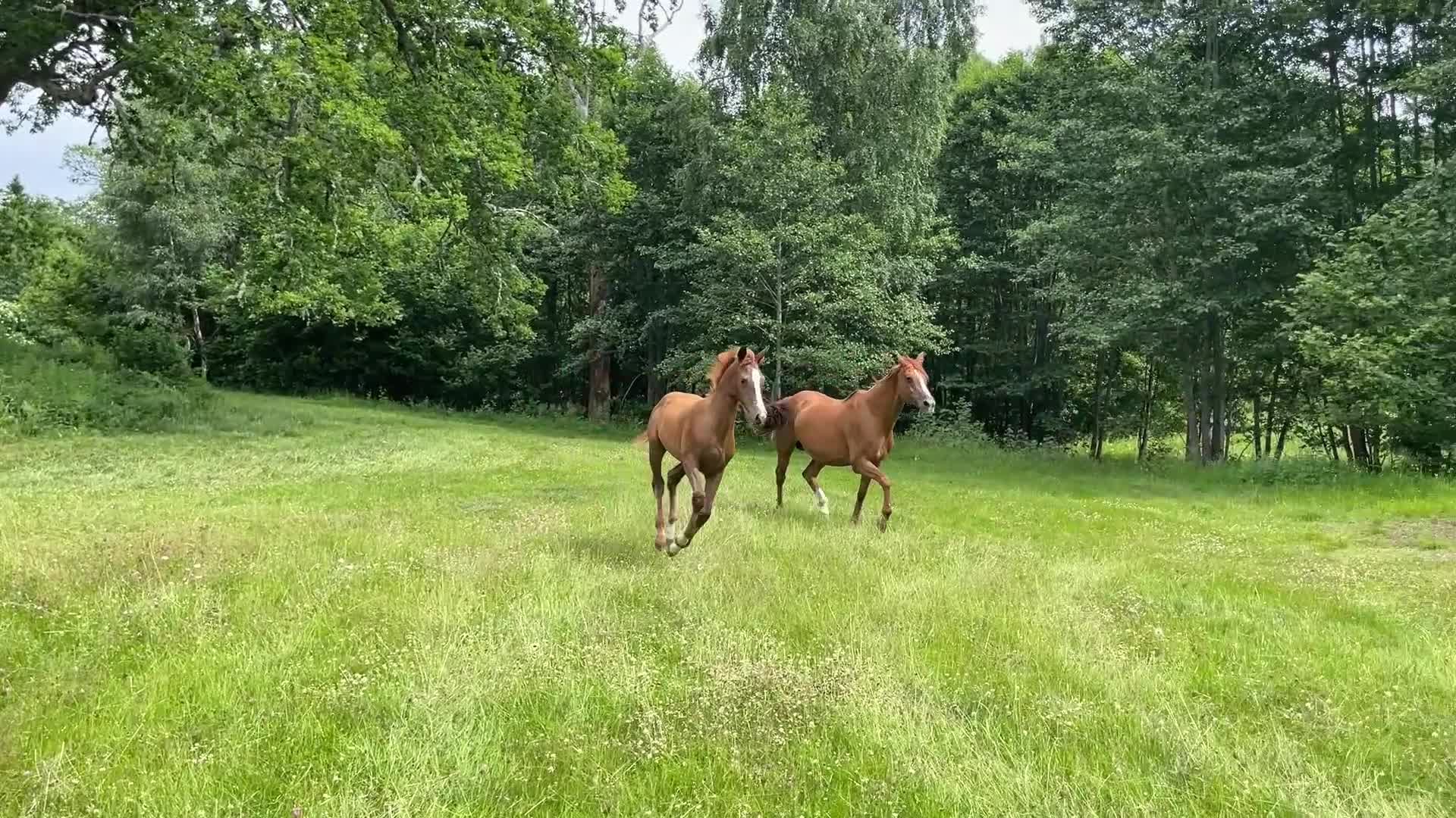 Hoppning hästar till salu: Framtida stjärna ur prestations-möderne - Video 1