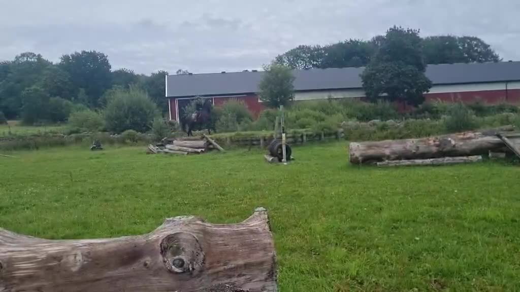 Allround hästar till salu: Mysigaste hästen som älskar människor - Video 5