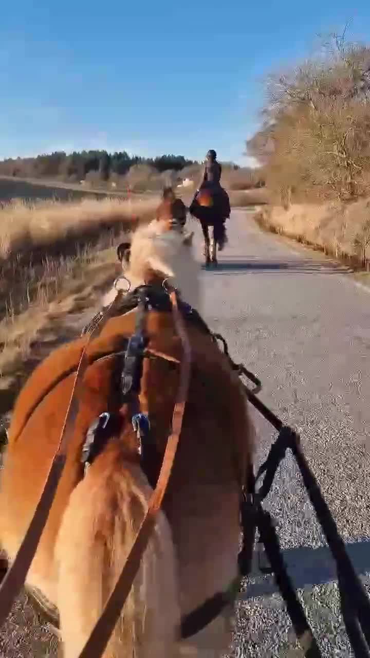 Allround hästar till salu: Stor och snäll - Video 2