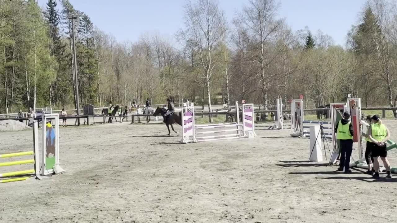 Hoppning hästar till salu: Talangfull kille för alla discipliner  - Video 1