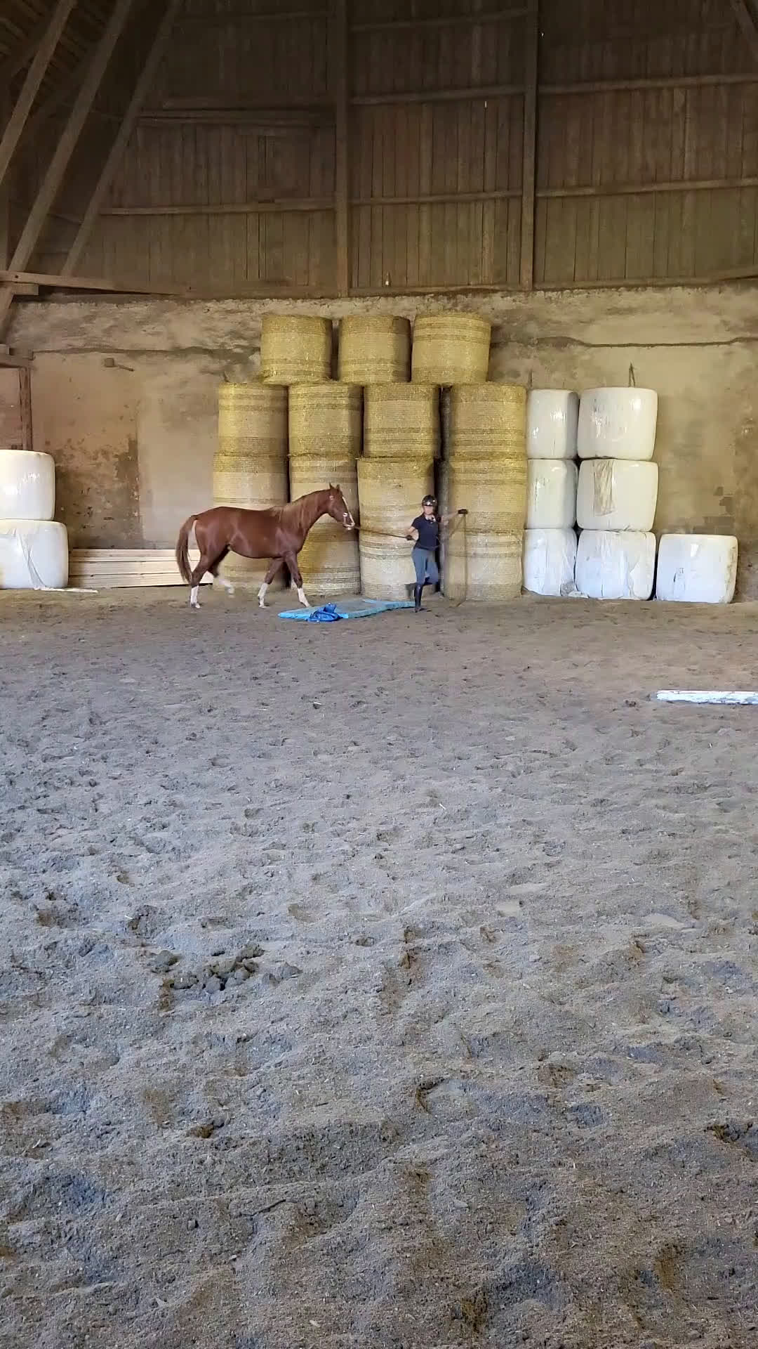 Allround hästar till salu: Unghäst - Video 4