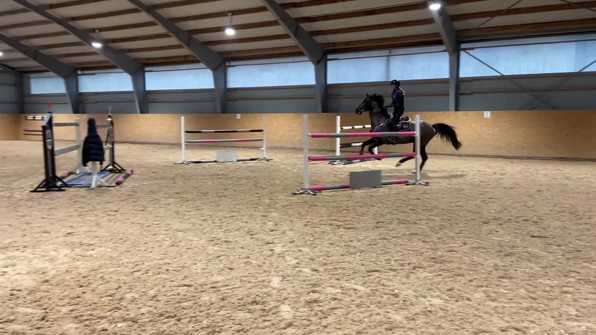 Allround hästar till salu: 🌟Projekthäst🌟 - Video 2