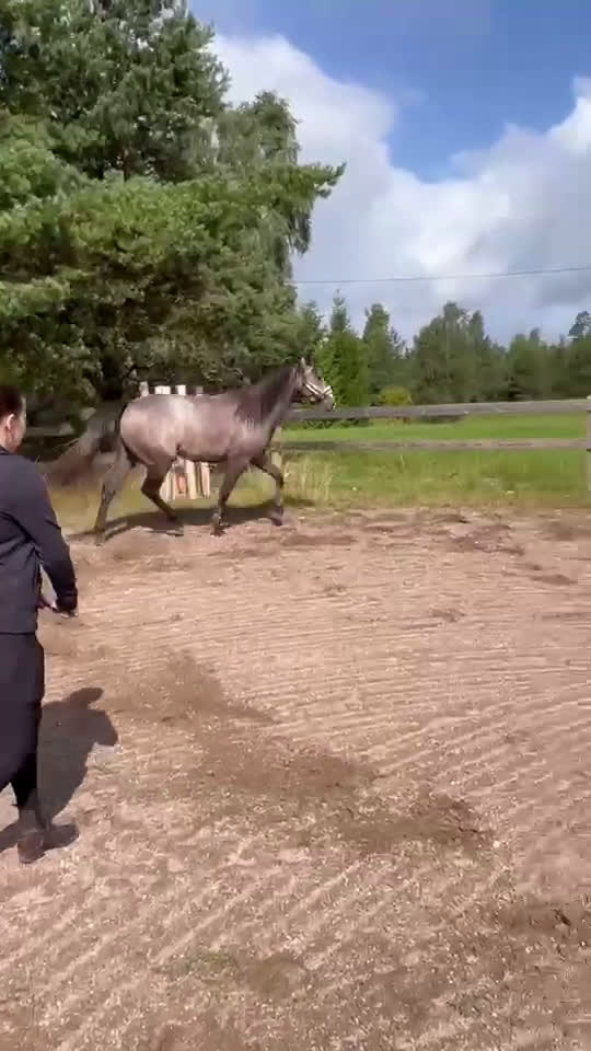 Allround hästar till salu: Vacker 2,5 -åring! Mr. Vain-Camaro M i Hyltebruk - Video 2