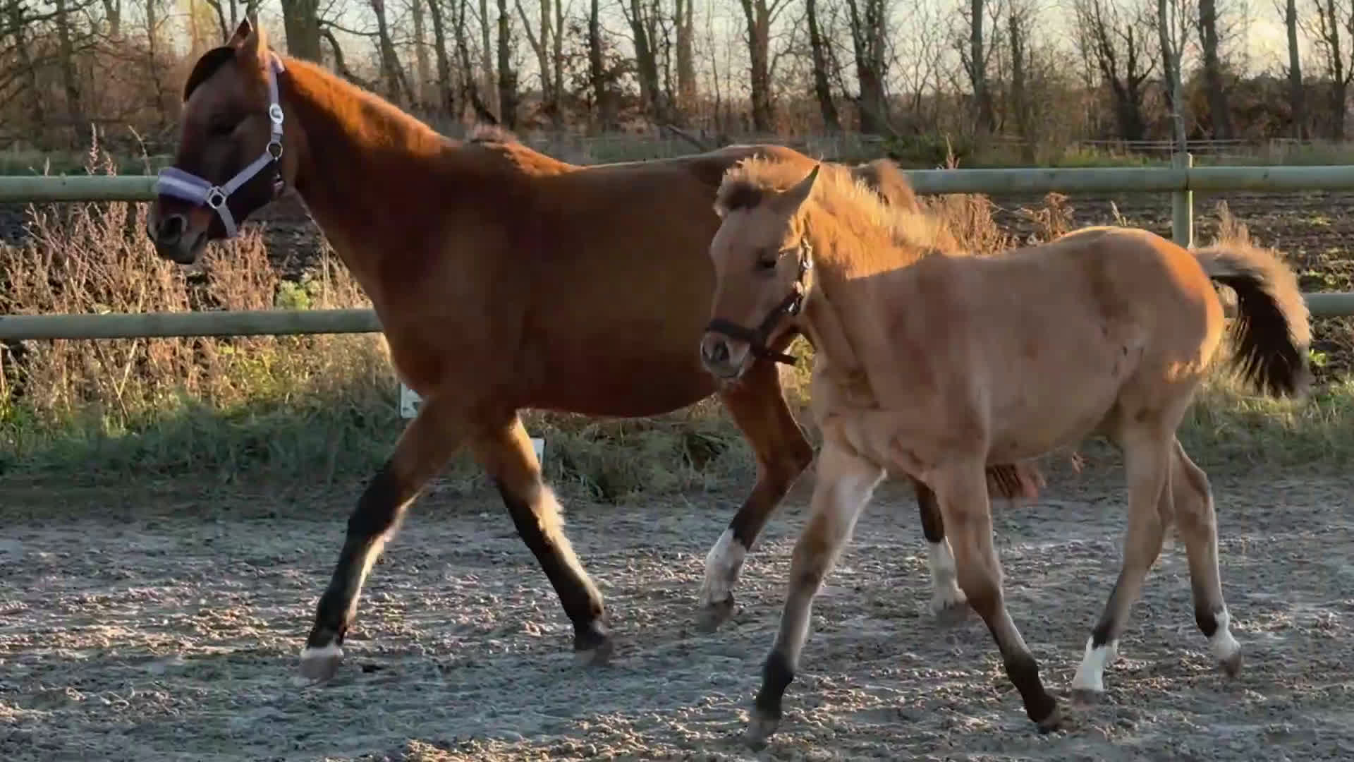 Avelshästar hästar till salu: Toppstammat dressyrföl säljes - Video 1