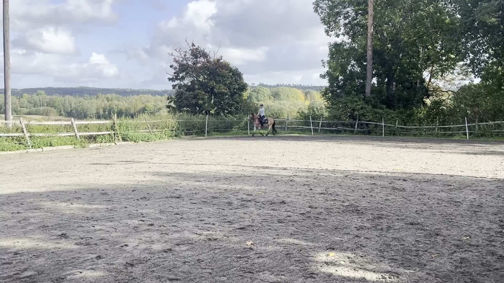 Allround hästar till salu: Lovande ungponny söker nytt hem - Video 5