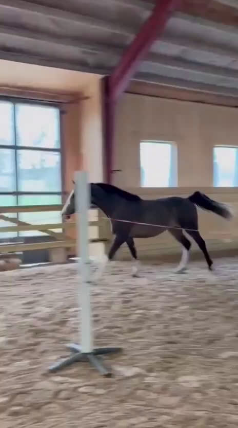 Allround hästar till salu: Vackert atletiskt sto 🎁priset gäller innan jul  i Tystberga - Video 1