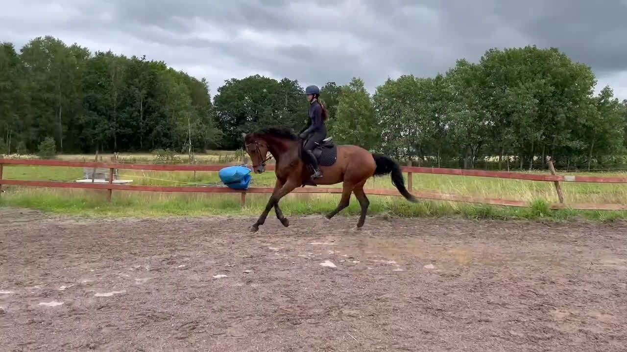 Allround hästar till salu: Kvalitetssto🌟 - Video 5