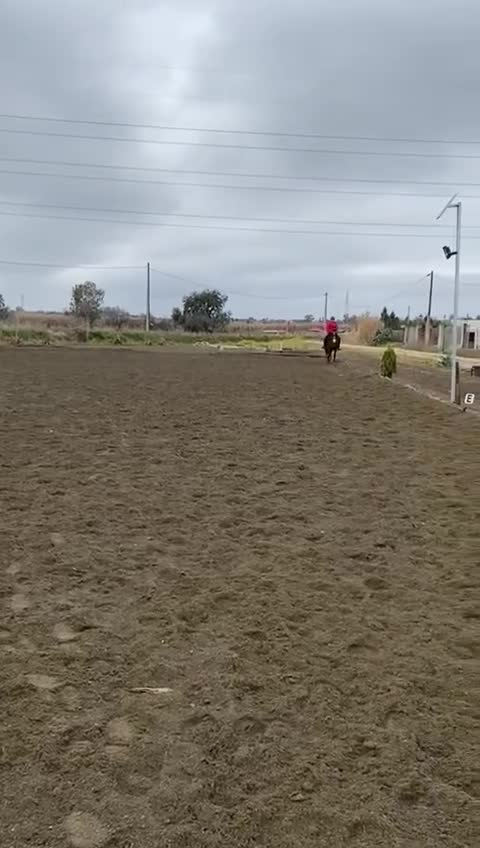 Dressyr hästar till salu: Fin Dressyrhäst  - Video 4