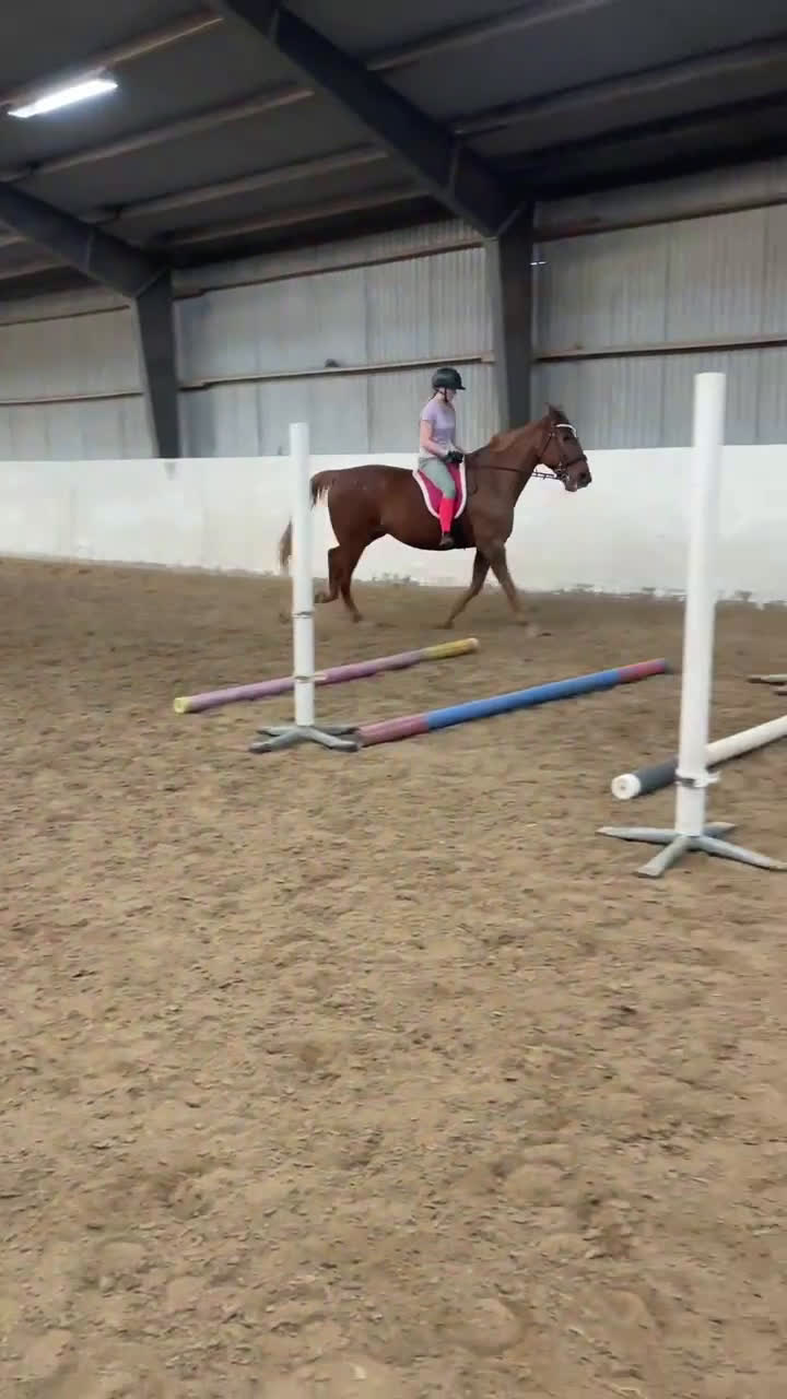 Allround hästar till salu: Fin ridtravare i Ekeby - Video 2