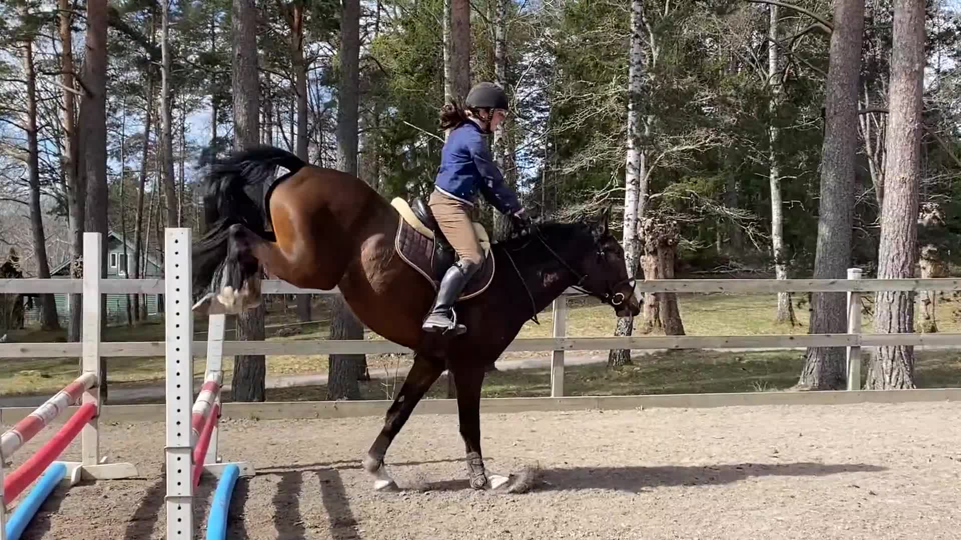 Hoppning hästar till salu: Härlig hopptalang med underbart temperament - Video 1