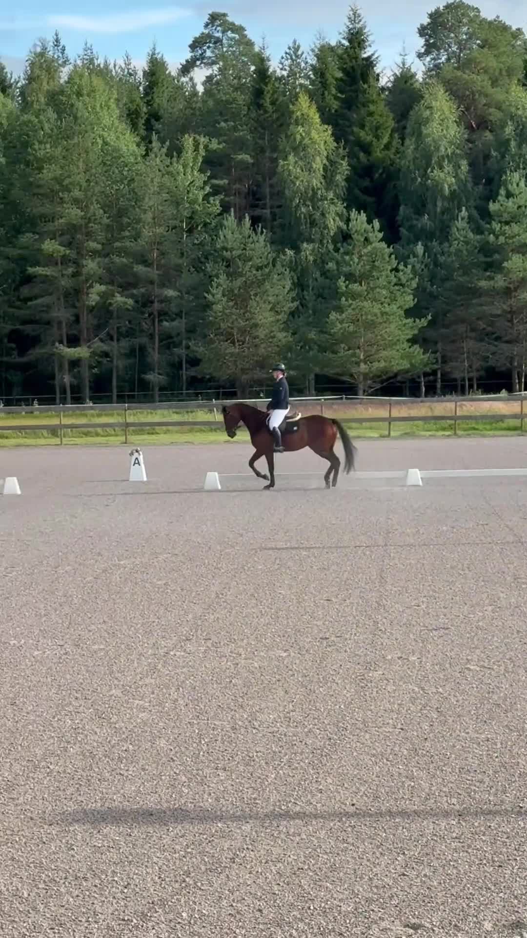 Allround hästar till salu: Härlig allroundhäst! - Video 2