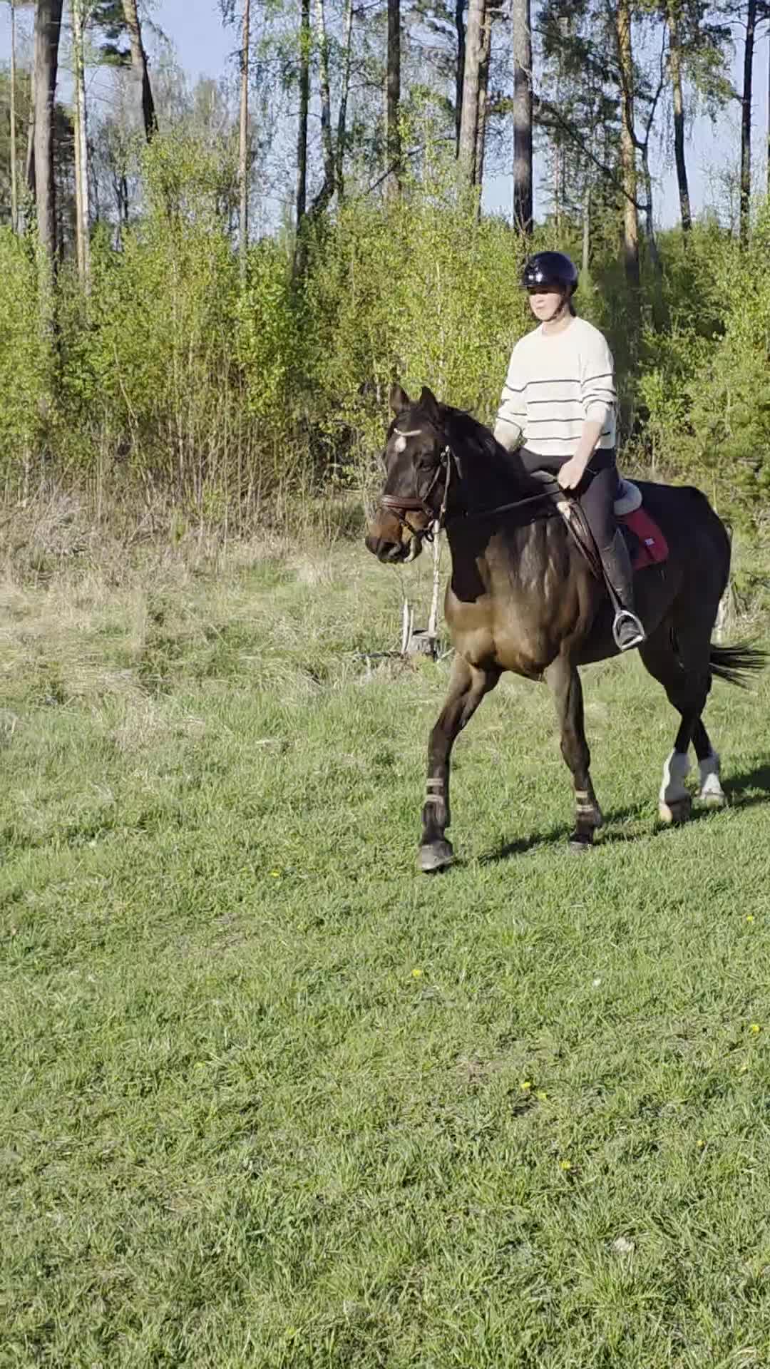 Allround hästar till salu: Trygg träningskompis - Video 2