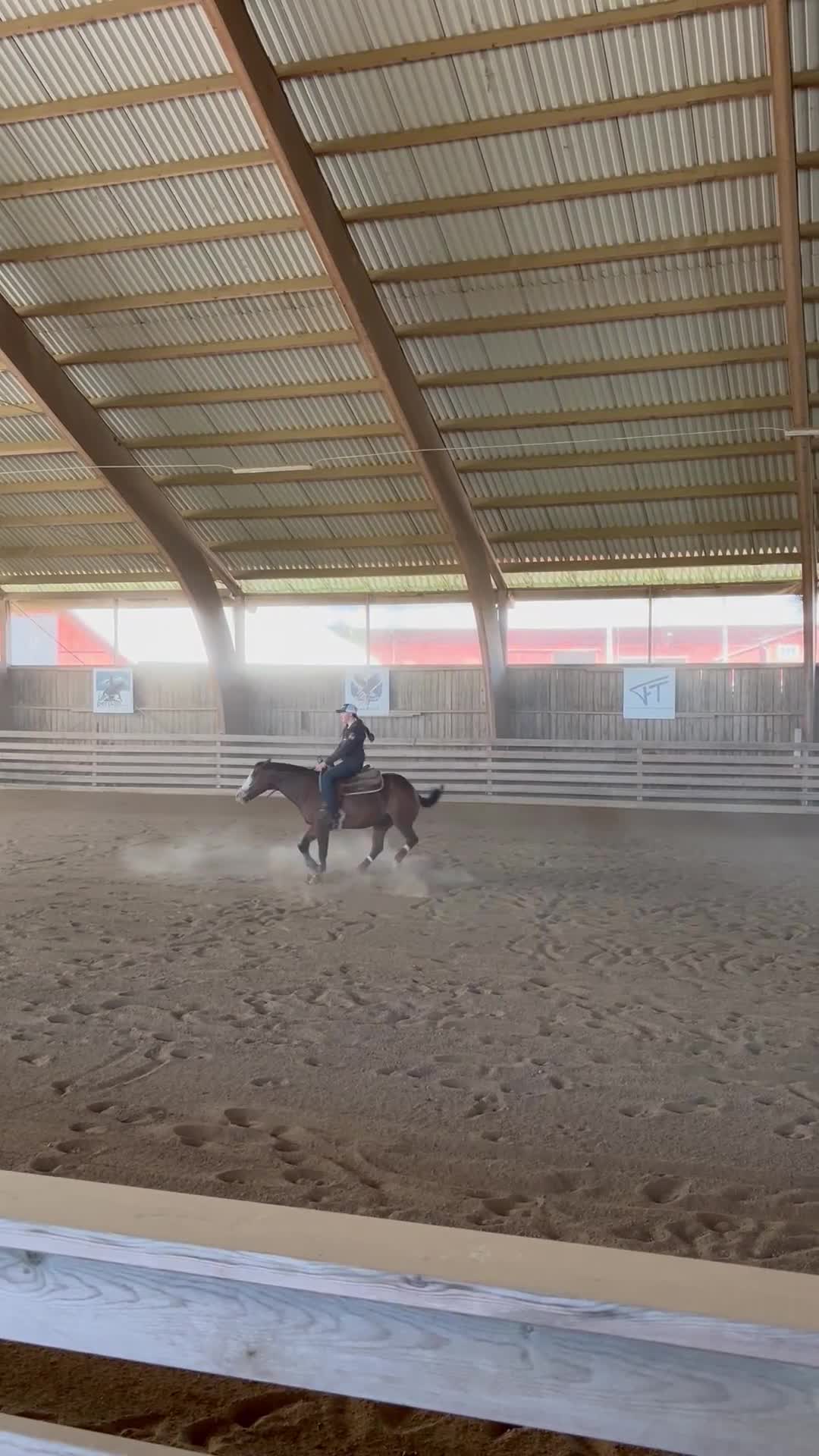 Western hästar till salu: Reiningvalack till Salu ⭐️ - Video 2