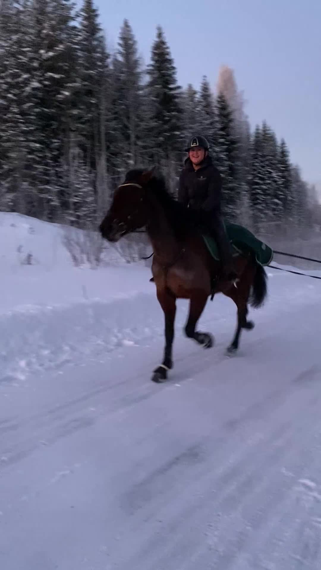 Allround hästar till salu: Trevlig lättsam häst till hobby/avel i Östersund - Video 3