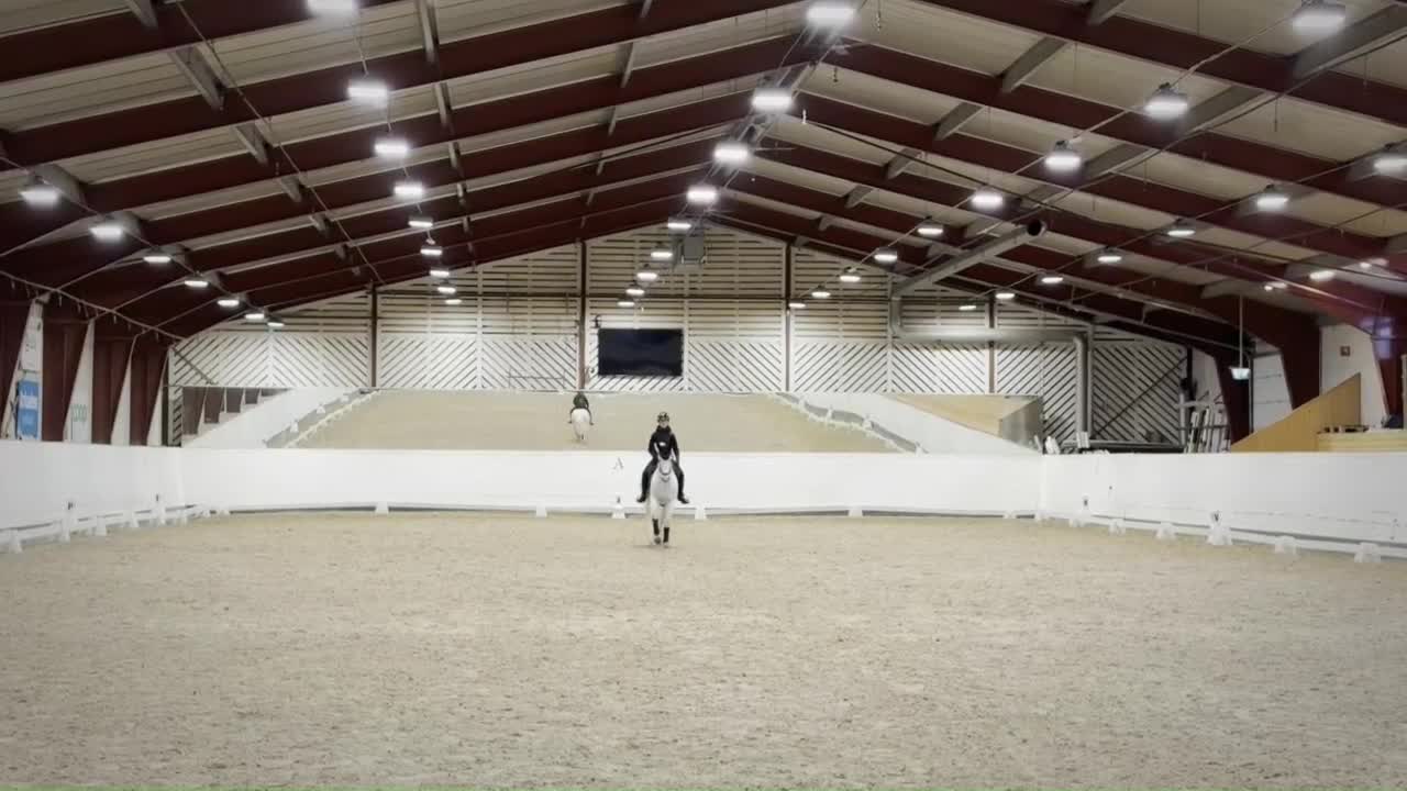 Dressyr hästar till salu: Trygg och välutbildad läromästare söker hem - Video 1