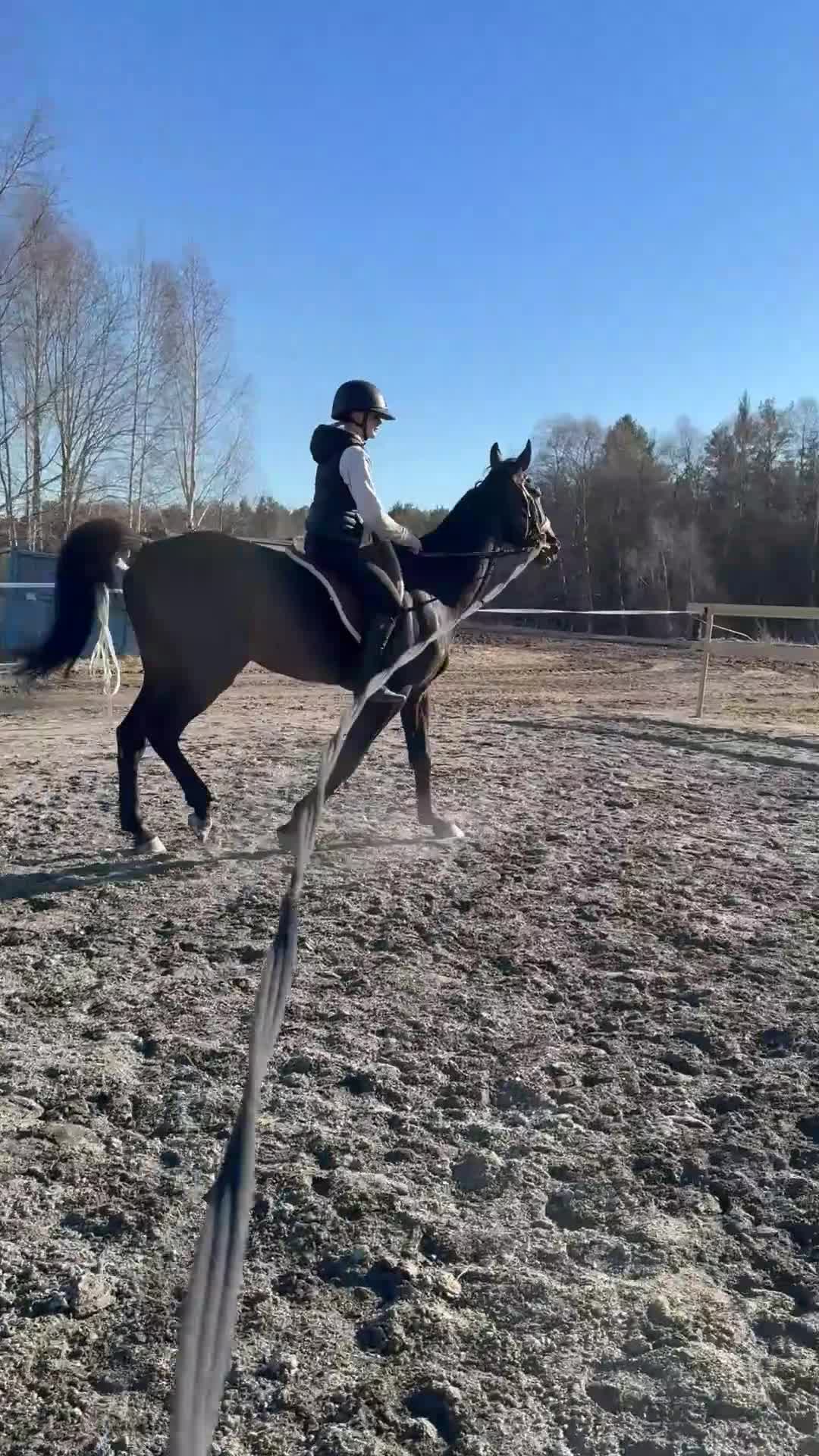 Trav hästar till salu: Trevlig 3 åring valack  - Video 1