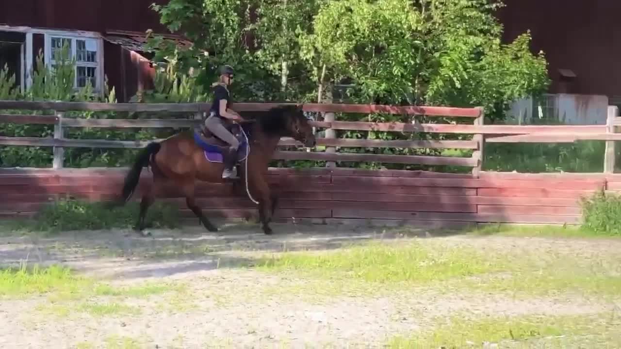 Allround hästar till salu: Nätt sto för dig som vill ha en bästa vän i Edsbro - Video 2