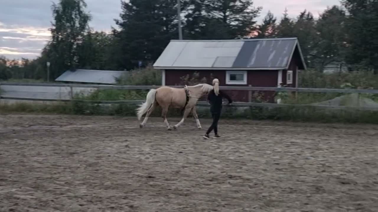 Allround hästar till salu: Valack med utstrålning! - Video 1