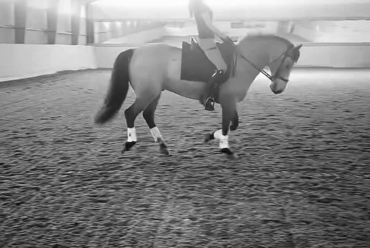 Dressyr hästar till salu: Välriden, snygg & trygg 🩷 - Video 1