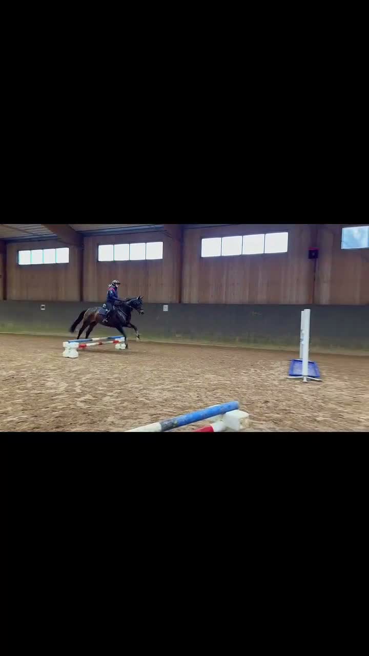 Hoppning hästar till salu: 9-årig valack med arbetsglädje och kapacitet! - Video 1