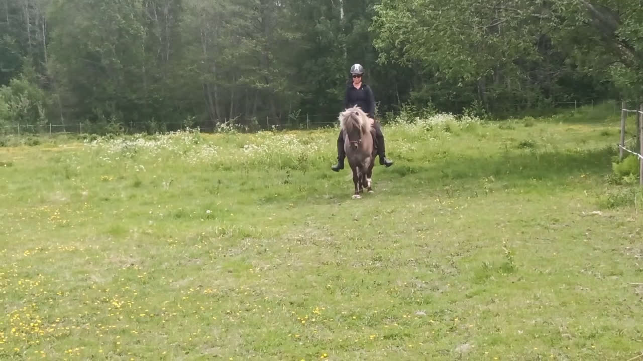 Island hästar till salu: Arbetsvilligt sto med fina gångarter i Hamrångefjärden - Video 3