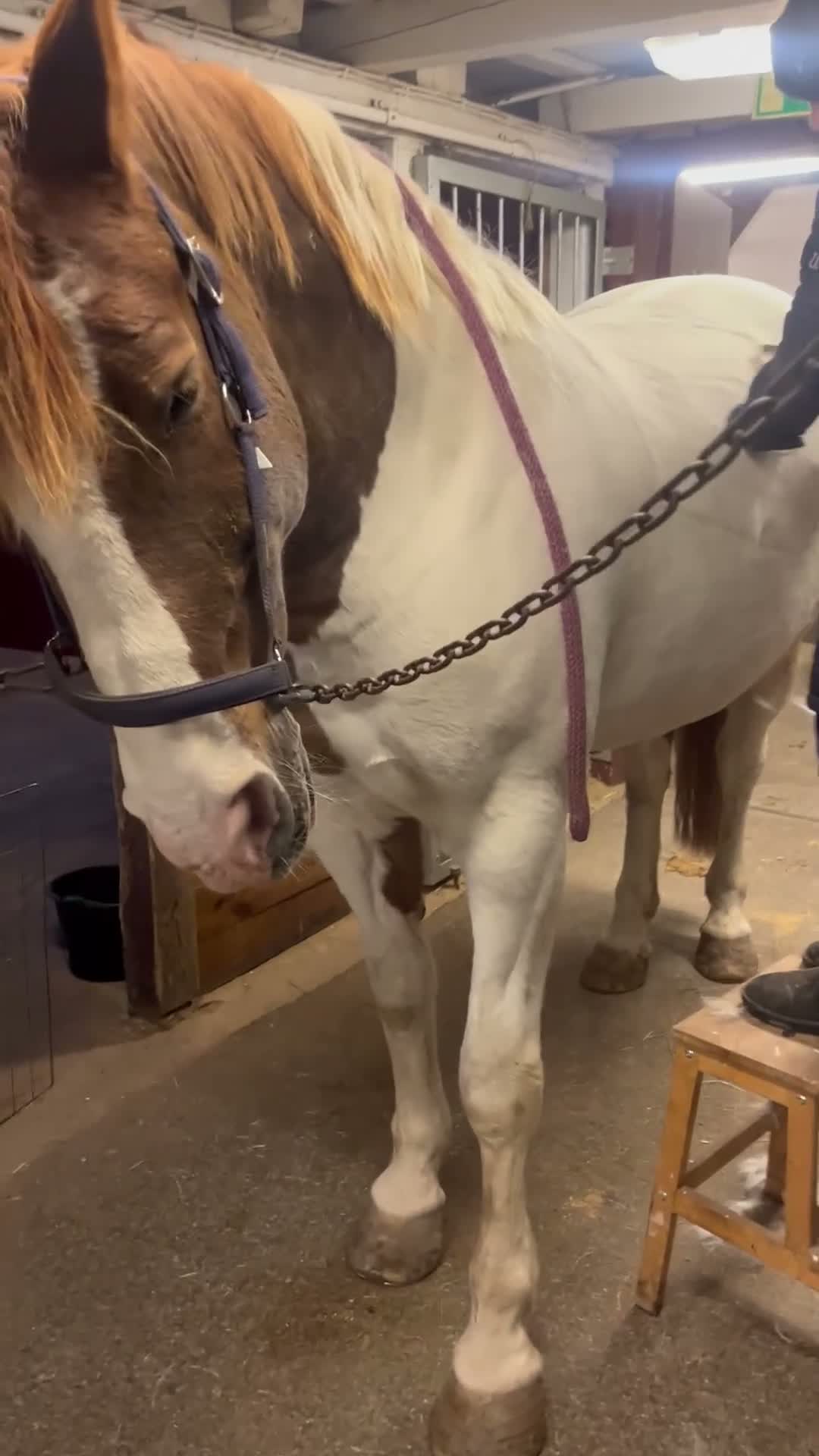 Allround hästar till salu: Supertrevlig familjehäst i Stockholm - Video 4