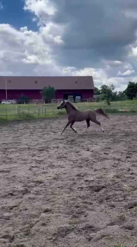 Allround hästar till salu: 3 årig Welsh - Video 1