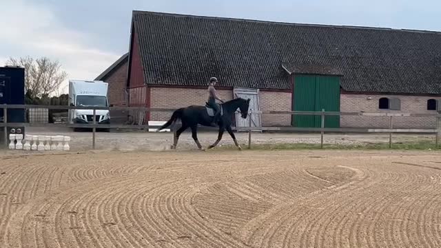 Dressyr hästar till salu: Allsidig bästa vän  - Video 1