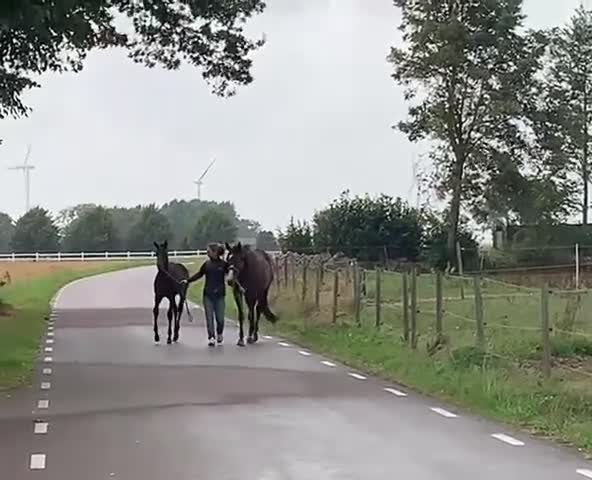 Allround hästar till salu: Hingst Föl 75% fullblod - Video 1