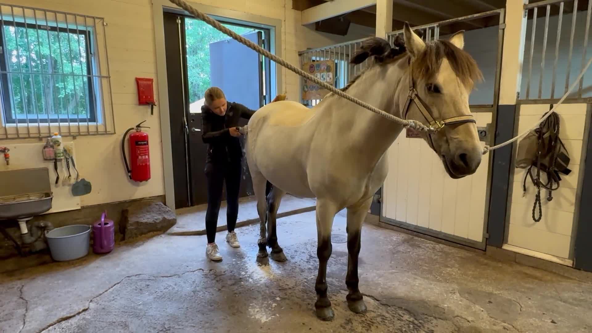 Allround hästar till salu: Rutinerad maxad D-ponny 🌟Vetcheckad 26/6🌟 - Video 4