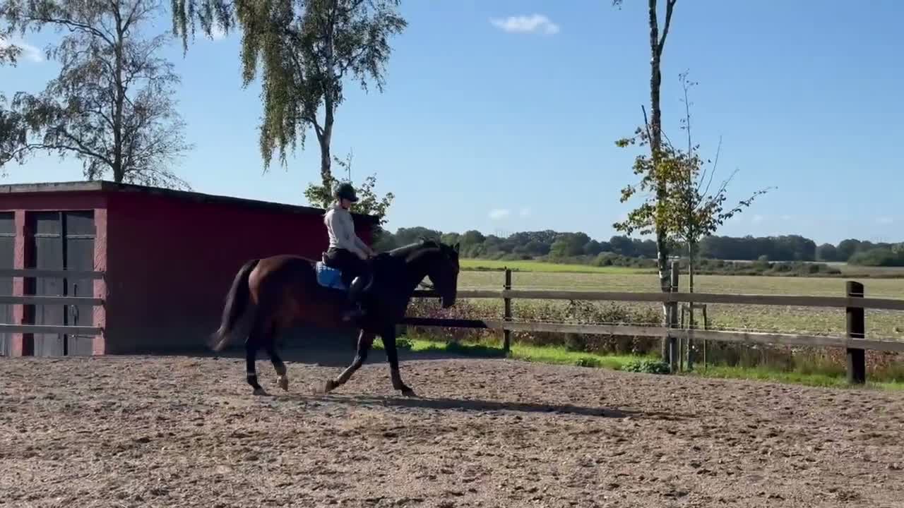 Hoppning hästar till salu: Elegant sto - Video 3