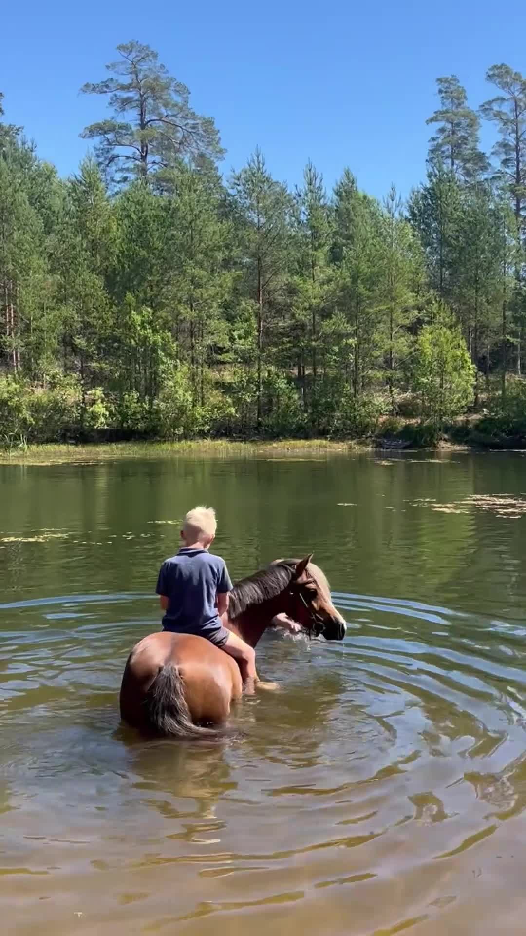 Allround hästar till salu: Snällaste barnponnyn och framtida allroundstjärna! - Video 1