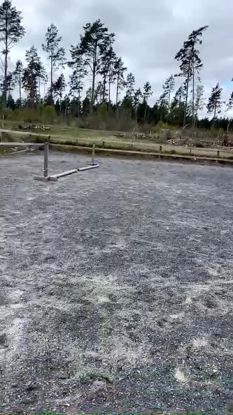 Island hästar till salu: Värdens finaste häst❤️ i Oskarshamn - Video 4