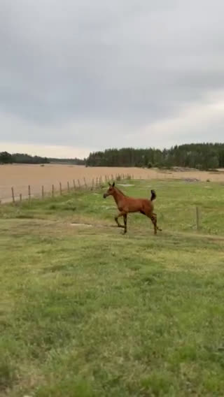 Hoppning hästar till salu: Jonsbergs Cavec (SWB-Hingst) i Vikbolandet - Video 3