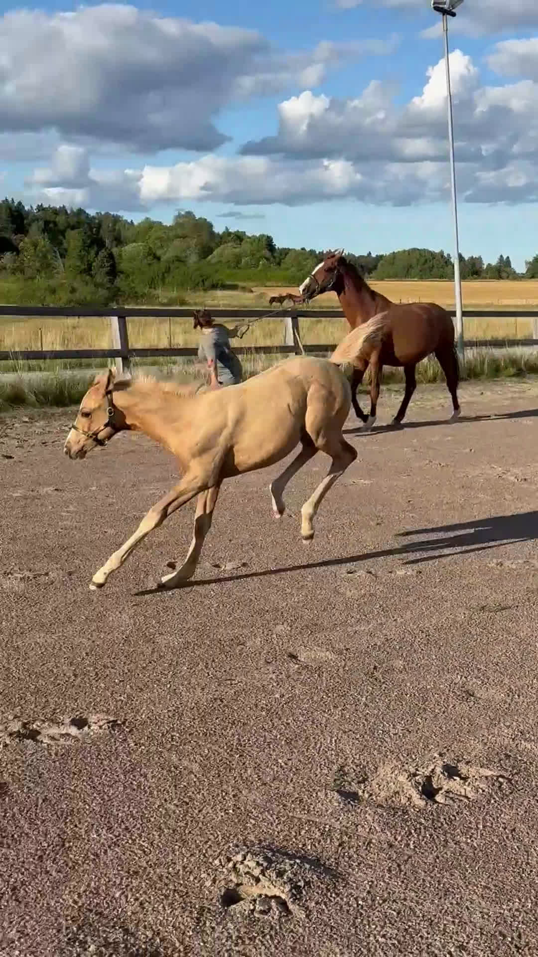 Dressyr hästar till salu: Sockersött sto e Zafferano - Sir Donnerhall  i Märsta - Video 3