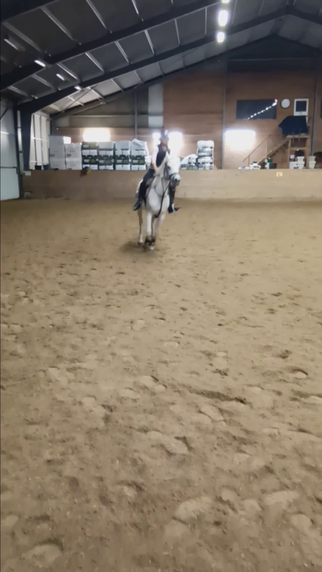 Allround hästar till salu: Världens mysigaate ponny ej igång.  - Video 3