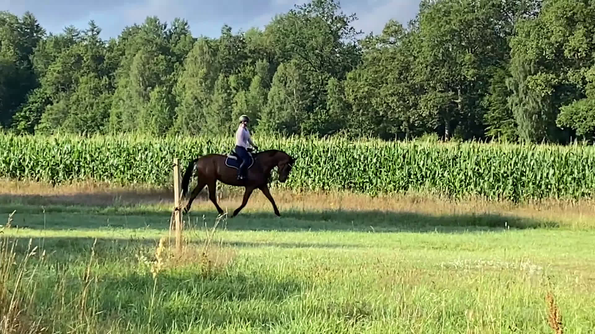 Hoppning hästar till salu: Fin 6-årig valack  i Mörrum - Video 1