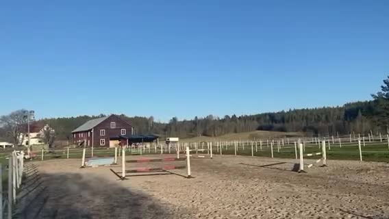 Dressyr hästar till salu: Vacker D-ponny valack med kapacitet. - Video 4