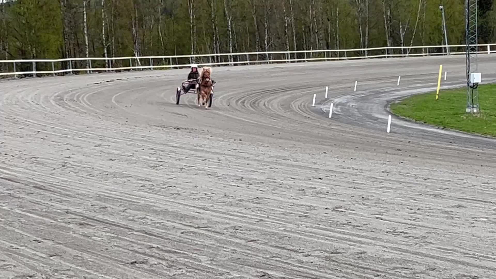 Trav hästar till salu: Tävlingskompis med framtiden för sig  - Video 1