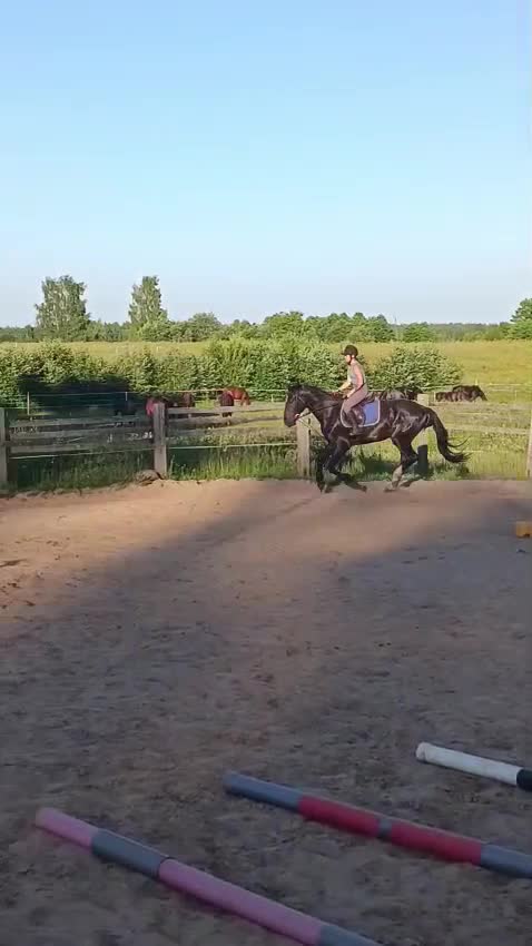 Allround hästar till salu: Till salu i Märsta - Video 3