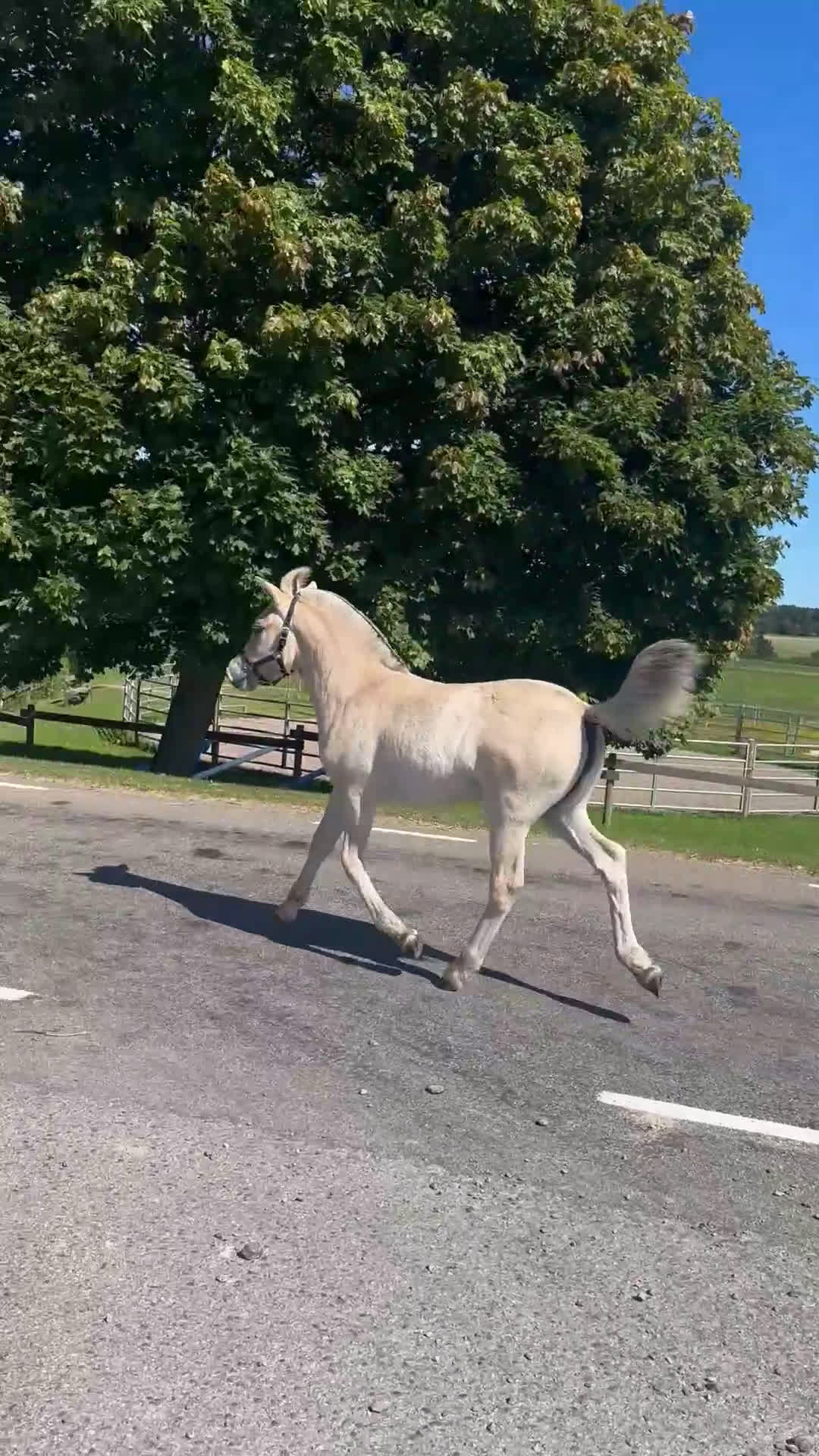 Allround hästar till salu: Stoföl med fin stam i Klippan - Video 4